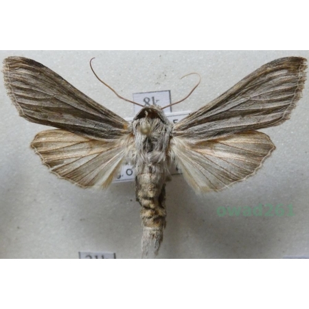 Cucullia calendulae hermiguae Pinker & Bacallado, 1979 Kapturnica nagietówka Spain, Tenerife8k